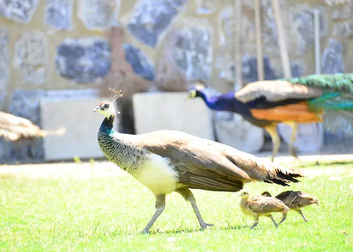 Gæstehus Pine Club Apart 4*