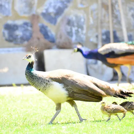 Maison d'hôtes Pine Club Apart 4*